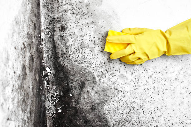 Best Mold Removal Process  in Amboy, WA