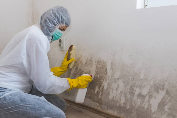 Mold Removal and Inspection in Amboy, WA