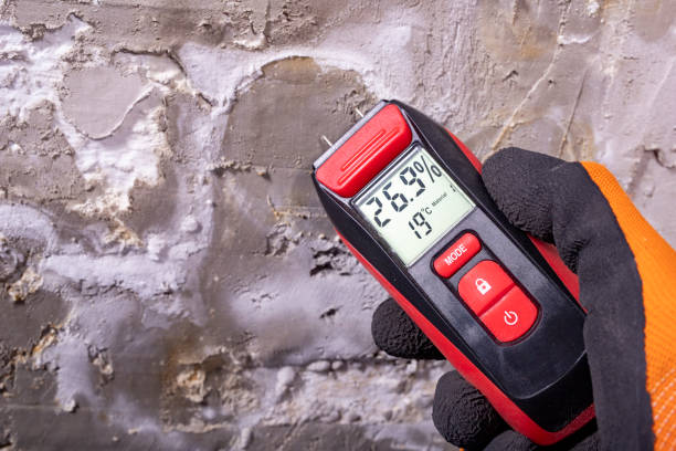 Best Professional Mold Removal  in Amboy, WA