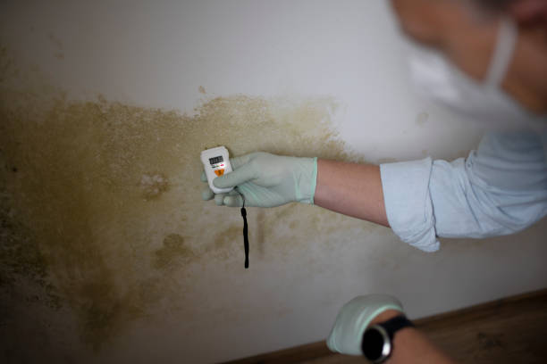 Mold Removal Process in Amboy, WA