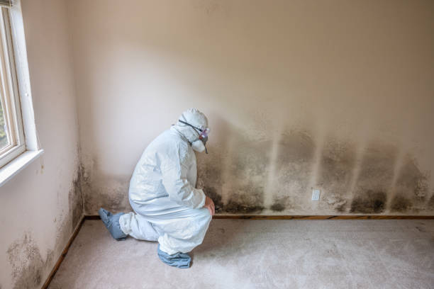 Professional Mold Removal in Amboy, WA