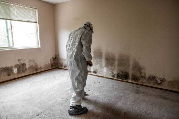 Best Mold Testing  in Amboy, WA