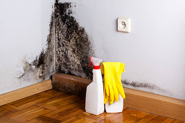 Best Toxic Mold Removal  in Amboy, WA