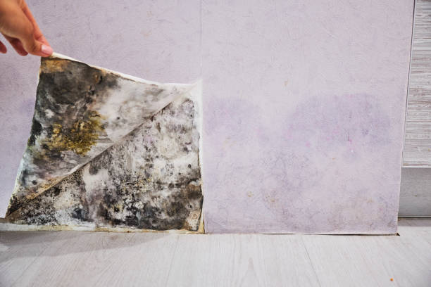 Best Certified Mold Removal  in Amboy, WA